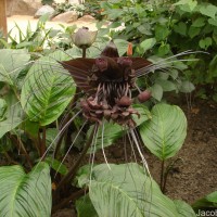 Tacca chantrieri André